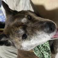 <br />
<b>Warning</b>:  Undefined variable $userID in <b>/home/petwa/pochi-tama.net/public_html/wp-content/themes/pet/single.php</b> on line <b>278</b><br />
Rapheal