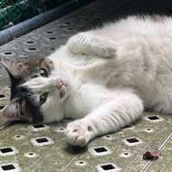 <br />
<b>Warning</b>:  Undefined variable $userID in <b>/home/petwa/pochi-tama.net/public_html/wp-content/themes/pet/single-volunteer.php</b> on line <b>198</b><br />
まな