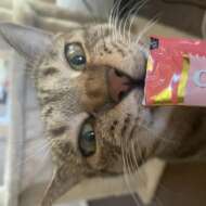 <br />
<b>Warning</b>:  Undefined variable $userID in <b>/home/petwa/pochi-tama.net/public_html/wp-content/themes/pet/single.php</b> on line <b>278</b><br />
moka