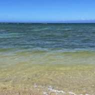 <br />
<b>Warning</b>:  Undefined variable $userID in <b>/home/petwa/pochi-tama.net/public_html/wp-content/themes/pet/single.php</b> on line <b>278</b><br />
さんま