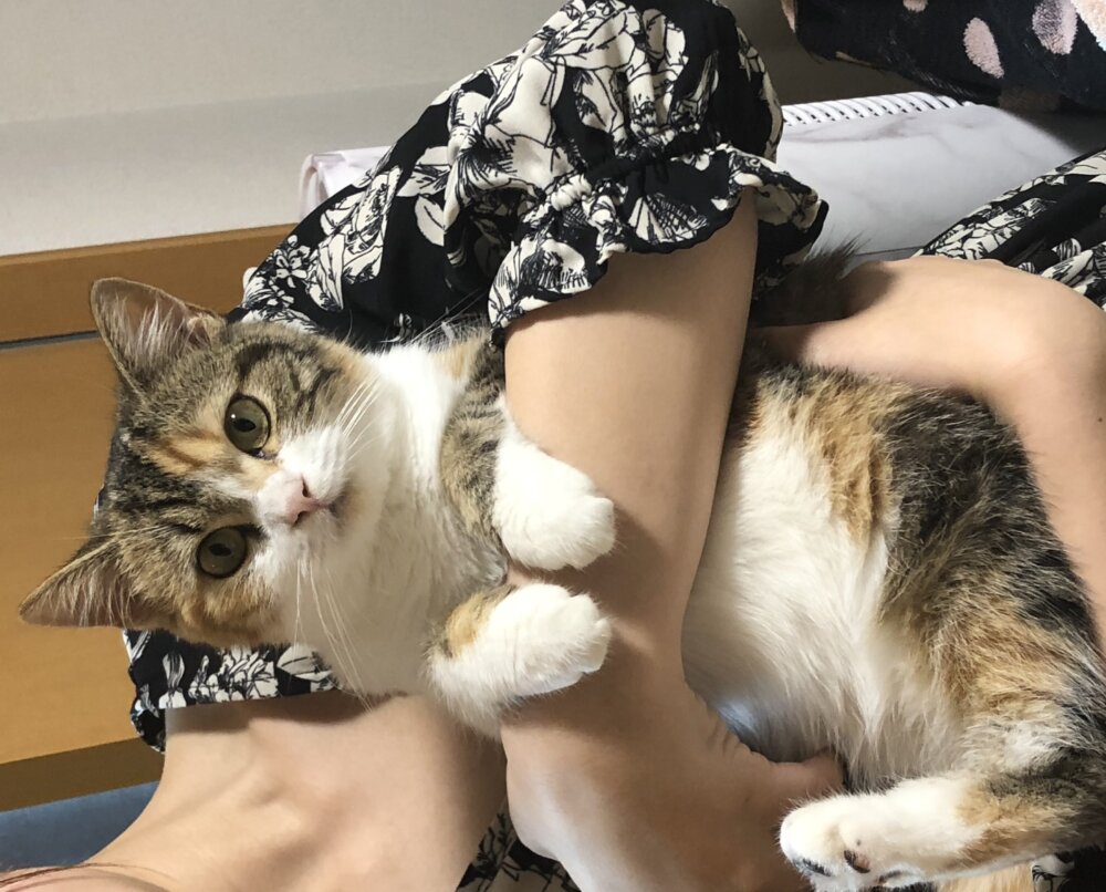 <br />
<b>Warning</b>:  Undefined variable $userID in <b>/home/petwa/pochi-tama.net/public_html/wp-content/themes/pet/single.php</b> on line <b>278</b><br />
ヒナ