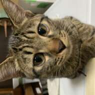 <br />
<b>Warning</b>:  Undefined variable $userID in <b>/home/petwa/pochi-tama.net/public_html/wp-content/themes/pet/single.php</b> on line <b>278</b><br />
ねこまる🐱