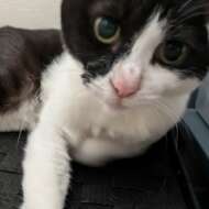 <br />
<b>Warning</b>:  Undefined variable $userID in <b>/home/petwa/pochi-tama.net/public_html/wp-content/themes/pet/single.php</b> on line <b>278</b><br />
s.o