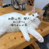 <br />
<b>Warning</b>:  Undefined variable $userID in <b>/home/petwa/pochi-tama.net/public_html/wp-content/themes/pet/single-joutokai.php</b> on line <b>148</b><br />
ねこカフェ猫ちゃんの家