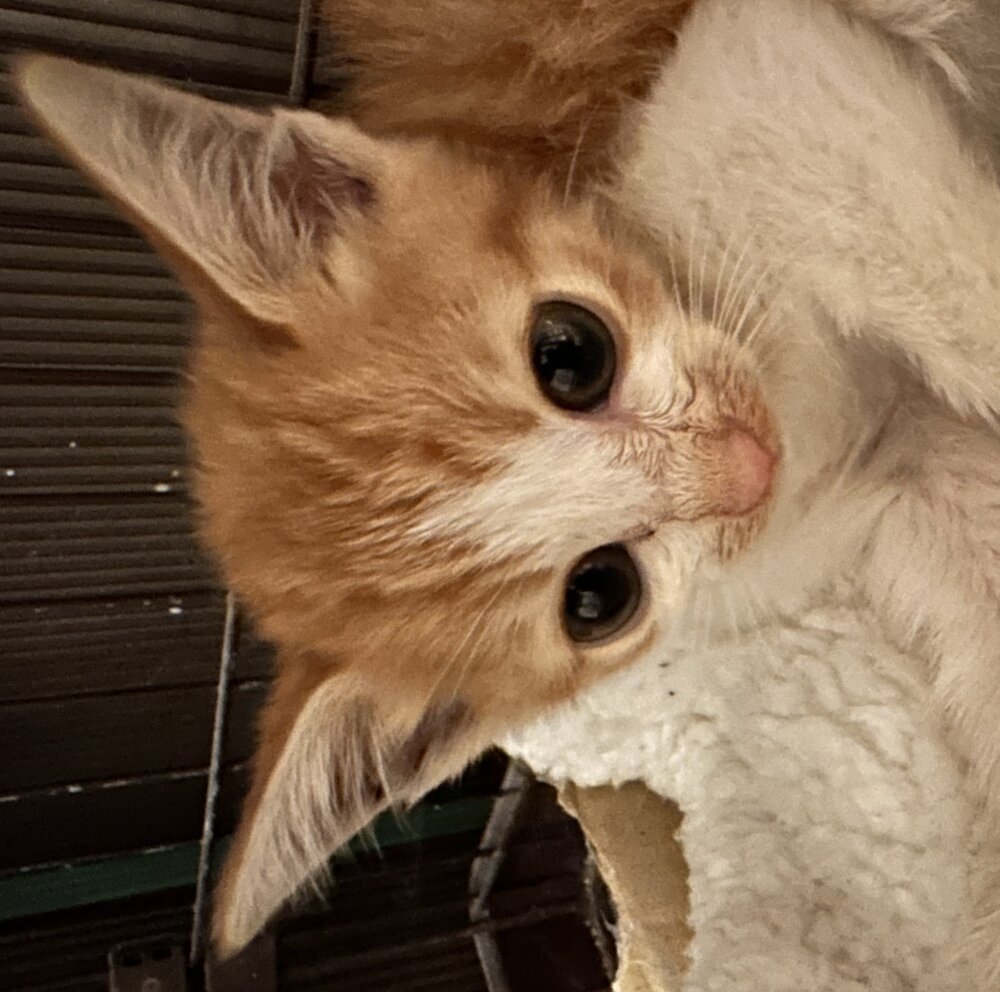 <br />
<b>Warning</b>:  Undefined variable $userID in <b>/home/petwa/pochi-tama.net/public_html/wp-content/themes/pet/single.php</b> on line <b>278</b><br />
nanana