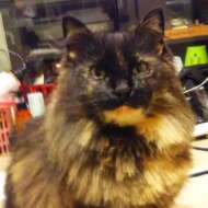 <br />
<b>Warning</b>:  Undefined variable $userID in <b>/home/petwa/pochi-tama.net/public_html/wp-content/themes/pet/single.php</b> on line <b>278</b><br />
クロンプ