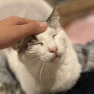 <br />
<b>Warning</b>:  Undefined variable $userID in <b>/home/petwa/pochi-tama.net/public_html/wp-content/themes/pet/single.php</b> on line <b>278</b><br />
ミーカ