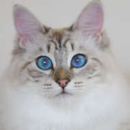 <br />
<b>Warning</b>:  Undefined variable $userID in <b>/home/petwa/pochi-tama.net/public_html/wp-content/themes/pet/single.php</b> on line <b>278</b><br />
モリョファム