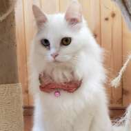 <br />
<b>Warning</b>:  Undefined variable $userID in <b>/home/petwa/pochi-tama.net/public_html/wp-content/themes/pet/single.php</b> on line <b>278</b><br />
Cats