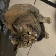 <br />
<b>Warning</b>:  Undefined variable $userID in <b>/home/petwa/pochi-tama.net/public_html/wp-content/themes/pet/single.php</b> on line <b>278</b><br />
memi