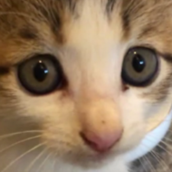 <br />
<b>Warning</b>:  Undefined variable $userID in <b>/home/petwa/pochi-tama.net/public_html/wp-content/themes/pet/single-volunteer.php</b> on line <b>198</b><br />
タンバリン