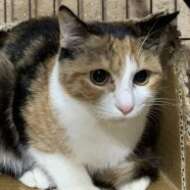 <br />
<b>Warning</b>:  Undefined variable $userID in <b>/home/petwa/pochi-tama.net/public_html/wp-content/themes/pet/single-joutokai.php</b> on line <b>148</b><br />
ASドリーム