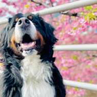 <br />
<b>Warning</b>:  Undefined variable $userID in <b>/home/petwa/pochi-tama.net/public_html/wp-content/themes/pet/single.php</b> on line <b>278</b><br />
うるー