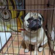 <br />
<b>Warning</b>:  Undefined variable $userID in <b>/home/petwa/pochi-tama.net/public_html/wp-content/themes/pet/single.php</b> on line <b>278</b><br />
みやもと