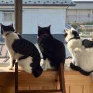 <br />
<b>Warning</b>:  Undefined variable $userID in <b>/home/petwa/pochi-tama.net/public_html/wp-content/themes/pet/single.php</b> on line <b>278</b><br />
あらべすく