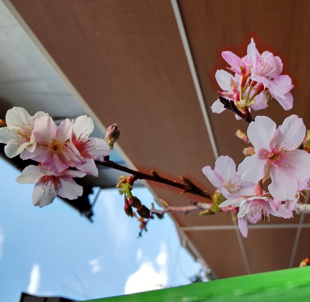 <br />
<b>Warning</b>:  Undefined variable $userID in <b>/home/petwa/pochi-tama.net/public_html/wp-content/themes/pet/single.php</b> on line <b>278</b><br />
くうこ