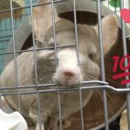 <br />
<b>Warning</b>:  Undefined variable $userID in <b>/home/petwa/pochi-tama.net/public_html/wp-content/themes/pet/single.php</b> on line <b>278</b><br />
づさ次郎