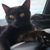 <br />
<b>Warning</b>:  Undefined variable $userID in <b>/home/petwa/pochi-tama.net/public_html/wp-content/themes/pet/single.php</b> on line <b>278</b><br />
あかね