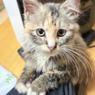 <br />
<b>Warning</b>:  Undefined variable $userID in <b>/home/petwa/pochi-tama.net/public_html/wp-content/themes/pet/single.php</b> on line <b>278</b><br />
トケシ