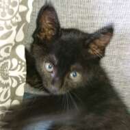 <br />
<b>Warning</b>:  Undefined variable $userID in <b>/home/petwa/pochi-tama.net/public_html/wp-content/themes/pet/single.php</b> on line <b>278</b><br />
ノアの父