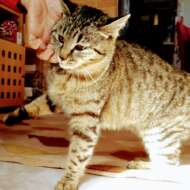 <br />
<b>Warning</b>:  Undefined variable $userID in <b>/home/petwa/pochi-tama.net/public_html/wp-content/themes/pet/single.php</b> on line <b>278</b><br />
CJ