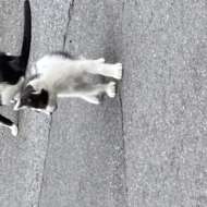 <br />
<b>Warning</b>:  Undefined variable $userID in <b>/home/petwa/pochi-tama.net/public_html/wp-content/themes/pet/single.php</b> on line <b>278</b><br />
とまと太郎