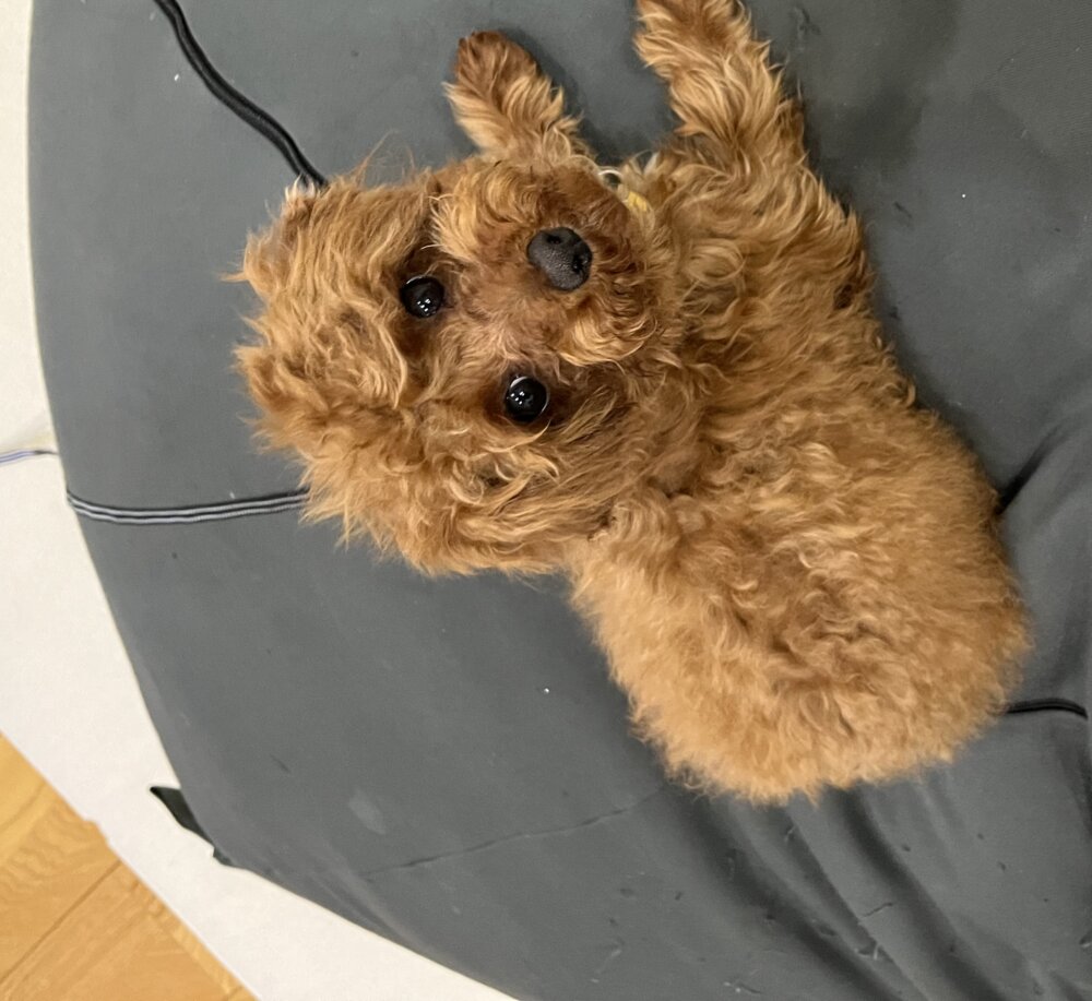 <br />
<b>Warning</b>:  Undefined variable $userID in <b>/home/petwa/pochi-tama.net/public_html/wp-content/themes/pet/single.php</b> on line <b>278</b><br />
ふかた