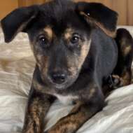 <br />
<b>Warning</b>:  Undefined variable $userID in <b>/home/petwa/pochi-tama.net/public_html/wp-content/themes/pet/single.php</b> on line <b>278</b><br />
お豆のおうち