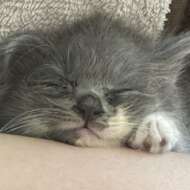 <br />
<b>Warning</b>:  Undefined variable $userID in <b>/home/petwa/pochi-tama.net/public_html/wp-content/themes/pet/single.php</b> on line <b>278</b><br />
しゅう