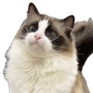 <br />
<b>Warning</b>:  Undefined variable $userID in <b>/home/petwa/pochi-tama.net/public_html/wp-content/themes/pet/single.php</b> on line <b>278</b><br />
sakuraaaaa