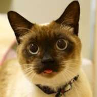 <br />
<b>Warning</b>:  Undefined variable $userID in <b>/home/petwa/pochi-tama.net/public_html/wp-content/themes/pet/single.php</b> on line <b>278</b><br />
かびごん