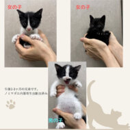 <br />
<b>Warning</b>:  Undefined variable $userID in <b>/home/petwa/pochi-tama.net/public_html/wp-content/themes/pet/single.php</b> on line <b>278</b><br />
83