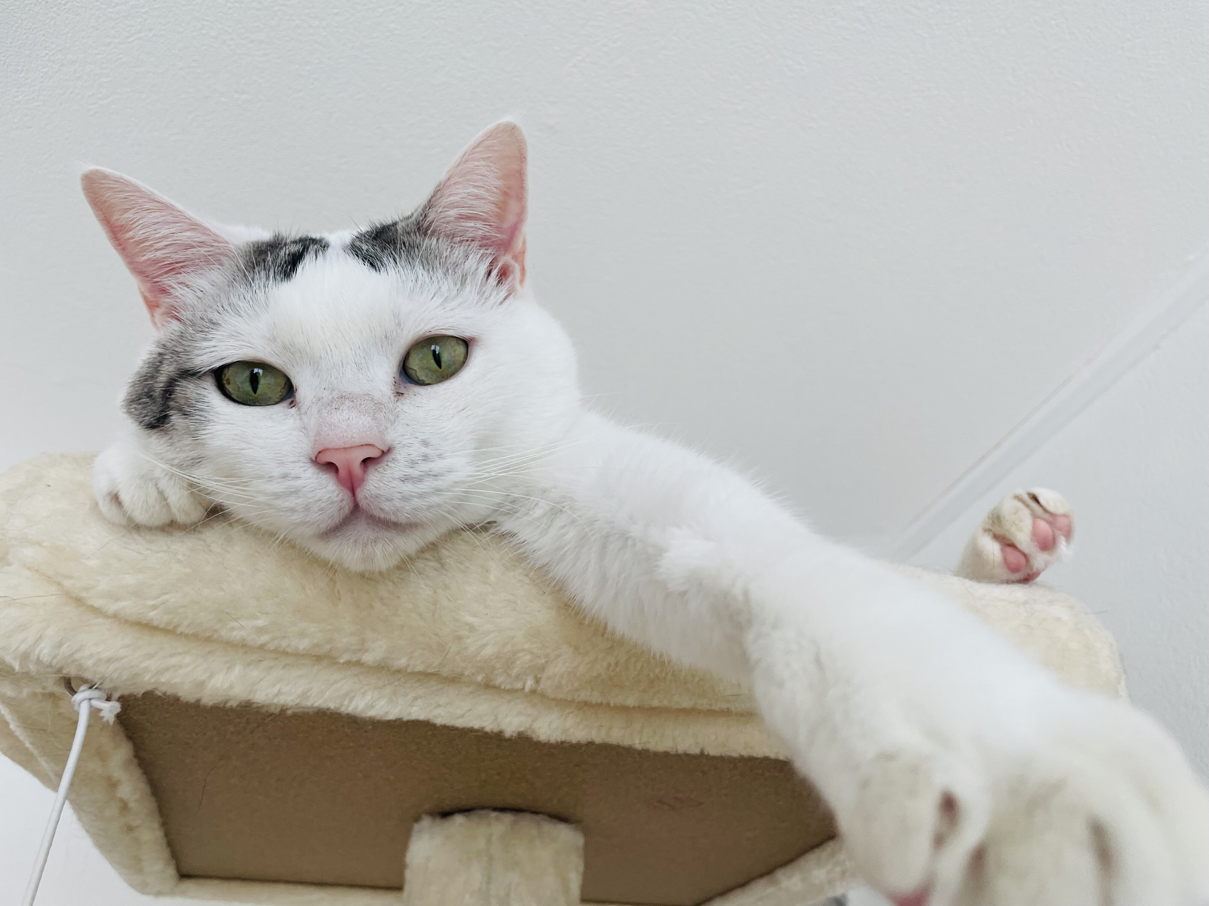 <br />
<b>Warning</b>:  Undefined variable $userID in <b>/home/petwa/pochi-tama.net/public_html/wp-content/themes/pet/single-volunteer.php</b> on line <b>198</b><br />
あい