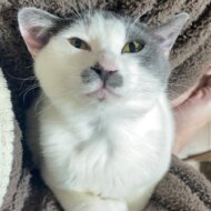 <br />
<b>Warning</b>:  Undefined variable $userID in <b>/home/petwa/pochi-tama.net/public_html/wp-content/themes/pet/single.php</b> on line <b>278</b><br />
じぷ