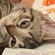 <br />
<b>Warning</b>:  Undefined variable $userID in <b>/home/petwa/pochi-tama.net/public_html/wp-content/themes/pet/single.php</b> on line <b>278</b><br />
K