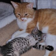 <br />
<b>Warning</b>:  Undefined variable $userID in <b>/home/petwa/pochi-tama.net/public_html/wp-content/themes/pet/single.php</b> on line <b>278</b><br />
アンちびチャもも