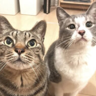 <br />
<b>Warning</b>:  Undefined variable $userID in <b>/home/petwa/pochi-tama.net/public_html/wp-content/themes/pet/single-joutokai.php</b> on line <b>148</b><br />
ちびらいおんずはうす