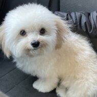 <br />
<b>Warning</b>:  Undefined variable $userID in <b>/home/petwa/pochi-tama.net/public_html/wp-content/themes/pet/single-volunteer.php</b> on line <b>198</b><br />
あん