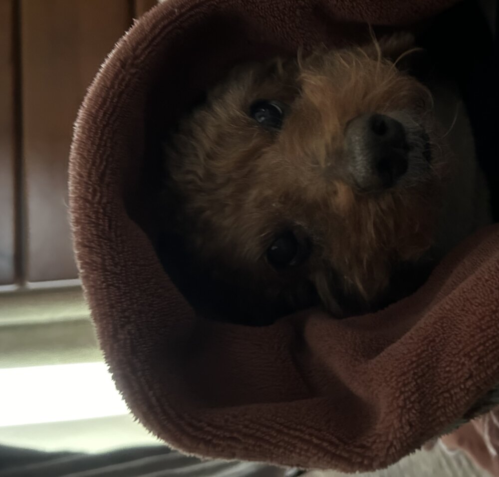 <br />
<b>Warning</b>:  Undefined variable $userID in <b>/home/petwa/pochi-tama.net/public_html/wp-content/themes/pet/single-volunteer.php</b> on line <b>198</b><br />
わたみん