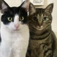 <br />
<b>Warning</b>:  Undefined variable $userID in <b>/home/petwa/pochi-tama.net/public_html/wp-content/themes/pet/single-volunteer.php</b> on line <b>198</b><br />
ぽちとたま会員