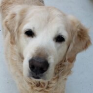 <br />
<b>Warning</b>:  Undefined variable $userID in <b>/home/petwa/pochi-tama.net/public_html/wp-content/themes/pet/single.php</b> on line <b>278</b><br />
クイール