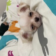 <br />
<b>Warning</b>:  Undefined variable $userID in <b>/home/petwa/pochi-tama.net/public_html/wp-content/themes/pet/single.php</b> on line <b>278</b><br />
ぽにょりん