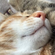 <br />
<b>Warning</b>:  Undefined variable $userID in <b>/home/petwa/pochi-tama.net/public_html/wp-content/themes/pet/single.php</b> on line <b>278</b><br />
きんちゃんママ