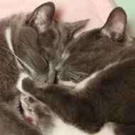 <br />
<b>Warning</b>:  Undefined variable $userID in <b>/home/petwa/pochi-tama.net/public_html/wp-content/themes/pet/single.php</b> on line <b>278</b><br />
朱夏