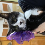 <br />
<b>Warning</b>:  Undefined variable $userID in <b>/home/petwa/pochi-tama.net/public_html/wp-content/themes/pet/single.php</b> on line <b>278</b><br />
オレンジ猫