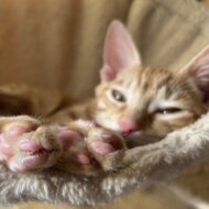 <br />
<b>Warning</b>:  Undefined variable $userID in <b>/home/petwa/pochi-tama.net/public_html/wp-content/themes/pet/single.php</b> on line <b>278</b><br />
Edamame