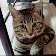 <br />
<b>Warning</b>:  Undefined variable $userID in <b>/home/petwa/pochi-tama.net/public_html/wp-content/themes/pet/single.php</b> on line <b>278</b><br />
えねちろ