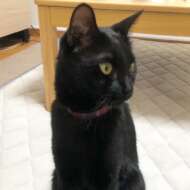 <br />
<b>Warning</b>:  Undefined variable $userID in <b>/home/petwa/pochi-tama.net/public_html/wp-content/themes/pet/single.php</b> on line <b>278</b><br />
ななまる