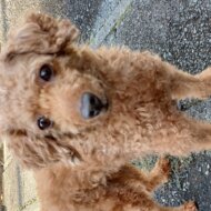 <br />
<b>Warning</b>:  Undefined variable $userID in <b>/home/petwa/pochi-tama.net/public_html/wp-content/themes/pet/single.php</b> on line <b>278</b><br />
さち