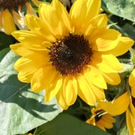 <br />
<b>Warning</b>:  Undefined variable $userID in <b>/home/petwa/pochi-tama.net/public_html/wp-content/themes/pet/single.php</b> on line <b>278</b><br />
ひまわり